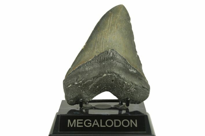 Serrated, Fossil Megalodon Tooth - North Carolina #382606